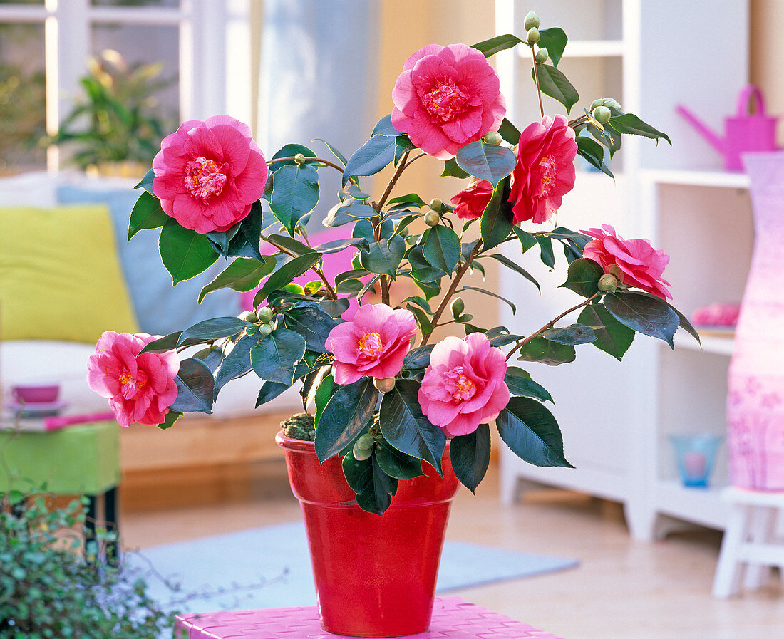 Camellia japonica 'elegans' in red planter in the living room