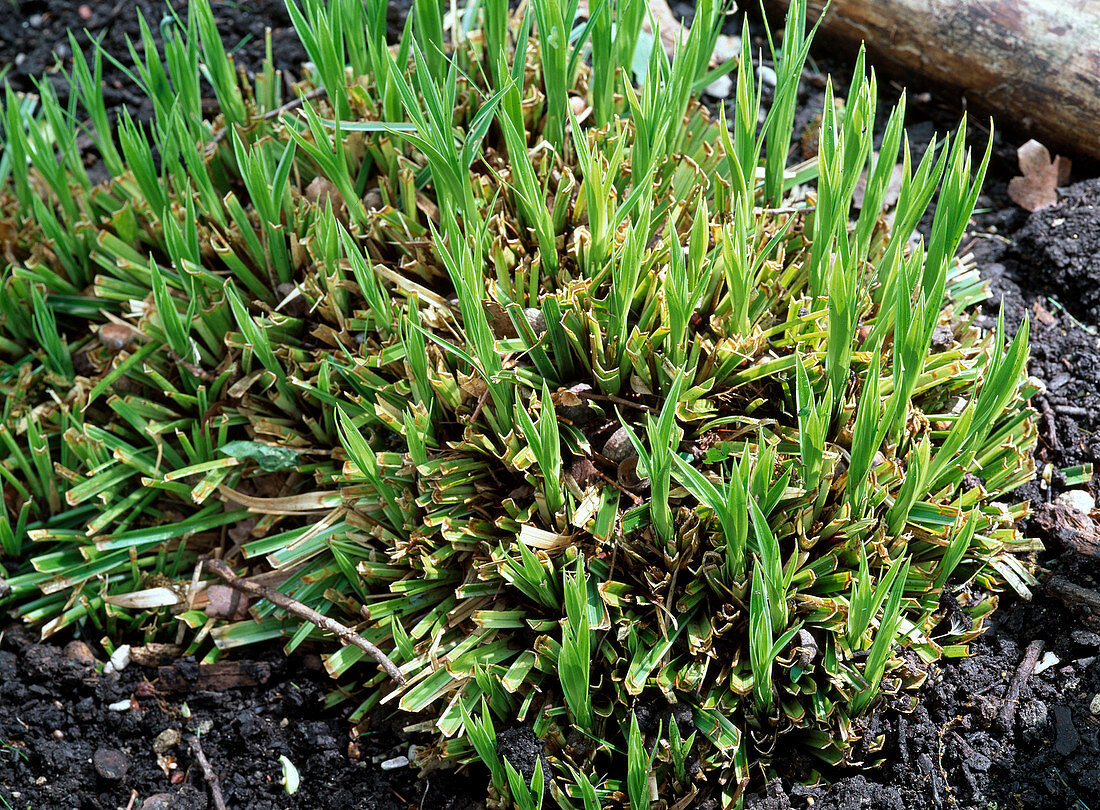 Frühlingsaustrieb von Carex morrowii (Japansegge)