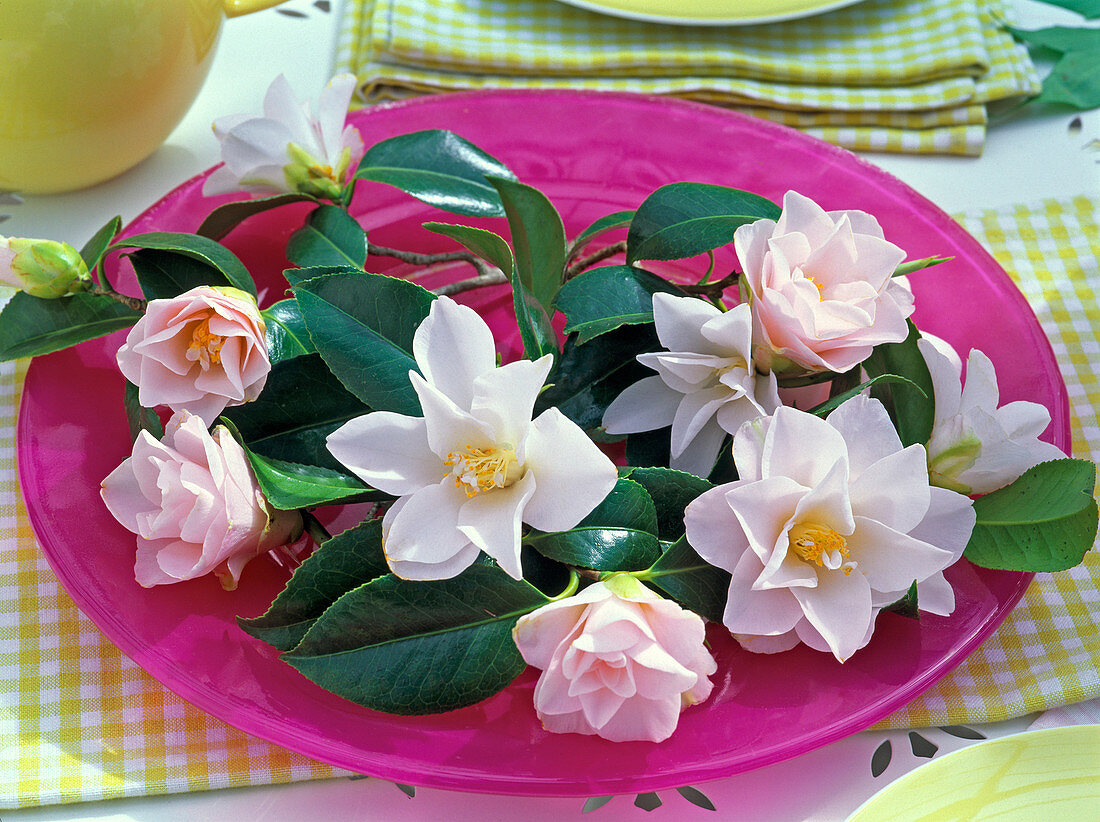 Blüten und Blätter von Camellia 'Hagoromo' (Kamelie, rosa)
