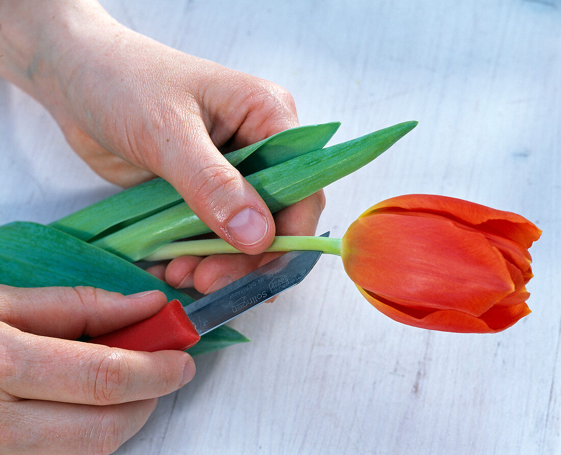 Den Stiel von Tulipa (Tulpe, rot) mit scharfem Messer spalten