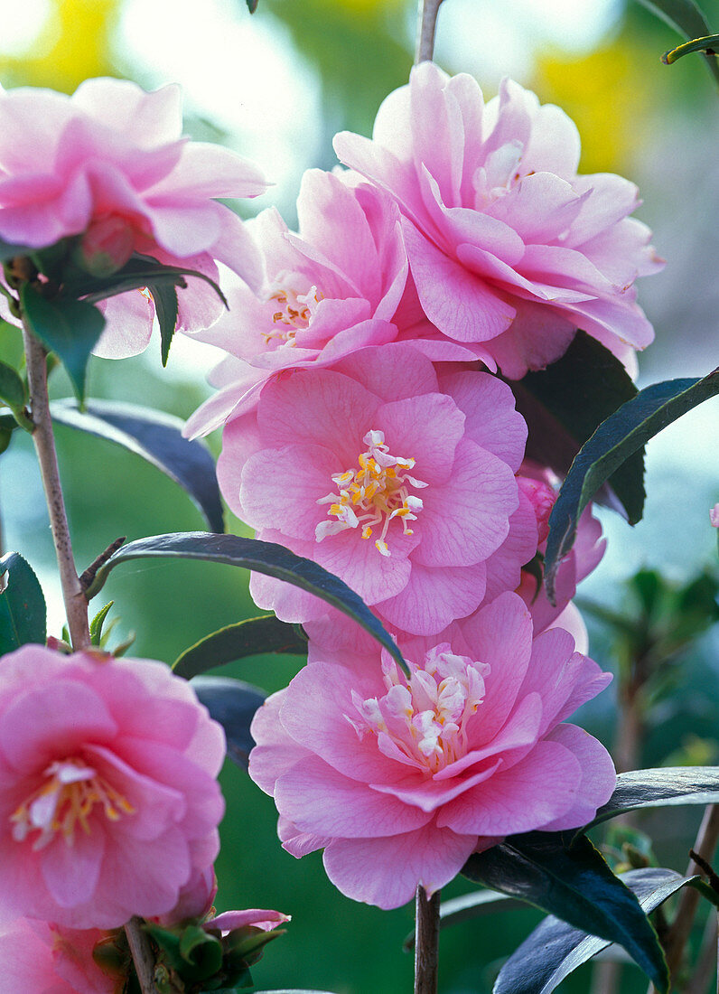 Camellia Hybr. 'Spring Festival' (Kamelie)