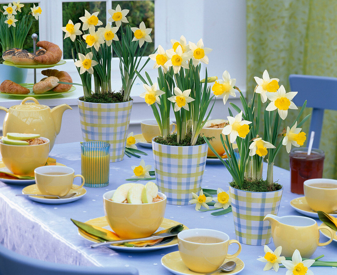 Table decoration with Narcissus in checkered planters
