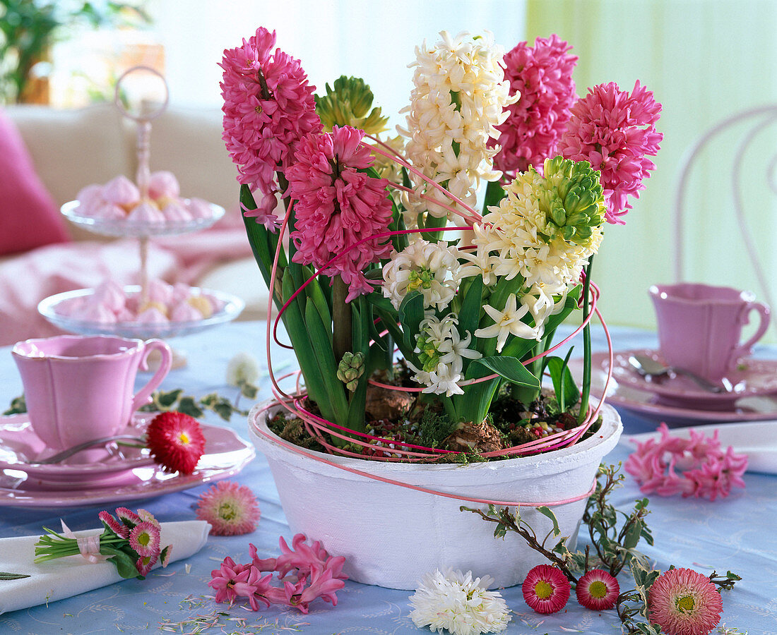 Hyacinthus planted in white bowl