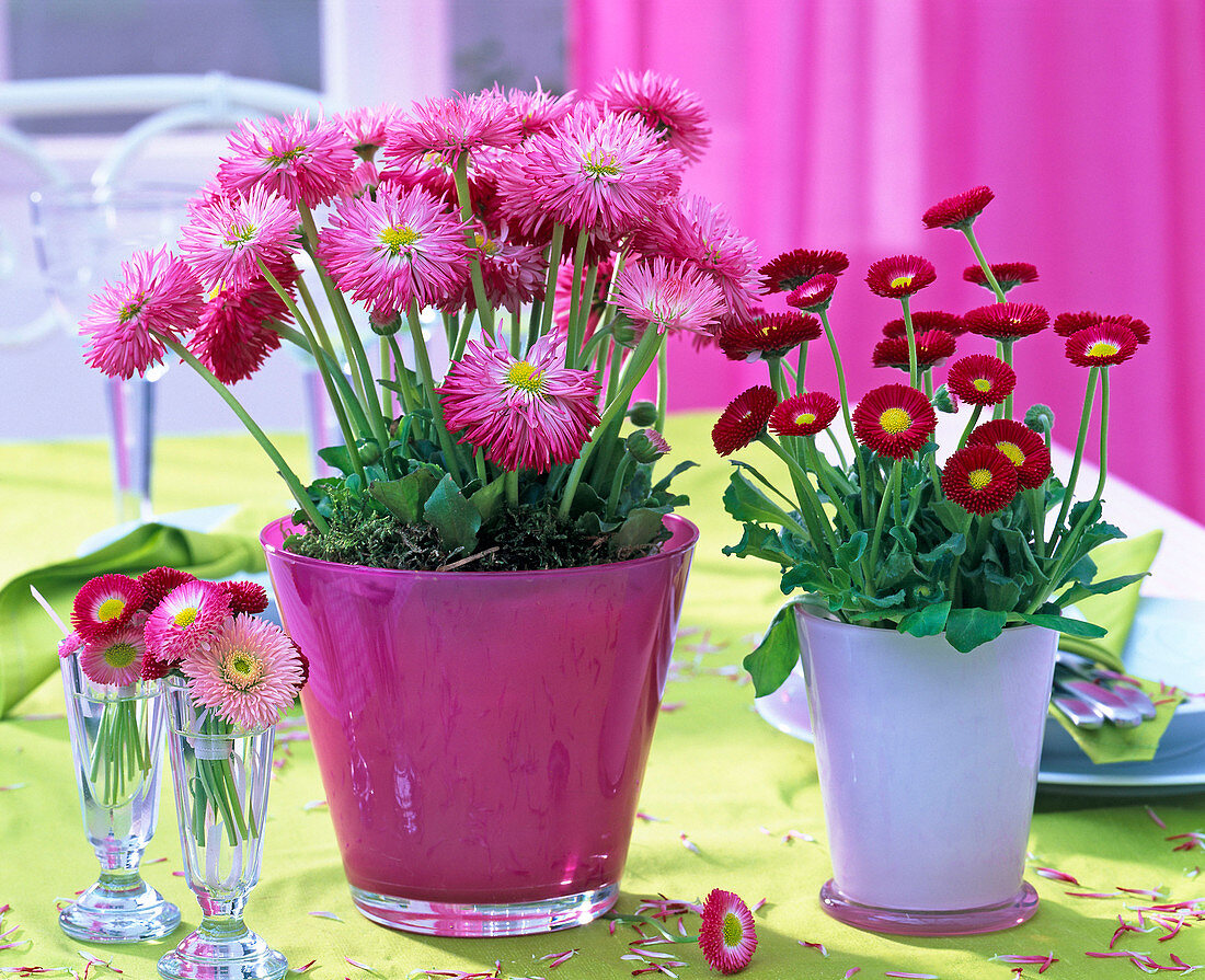 Bellis perennis (Tausendschön) in pinkfarbenem und weißem Übertopf