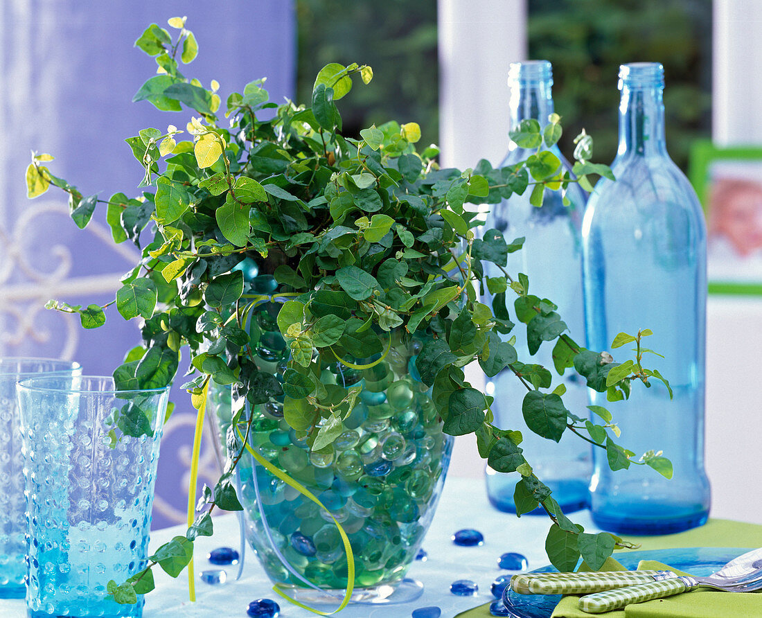 Ficus pumila (Kletterfeige) in Glasvase auf dem Tisch, gefüllt mit Glaslinsen