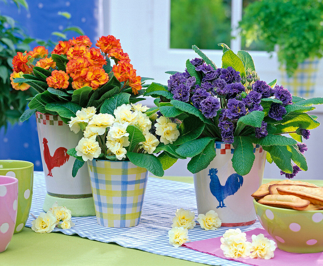 Gefüllte Primula (Primeln) in orange, hellgelb, lila , Blüten