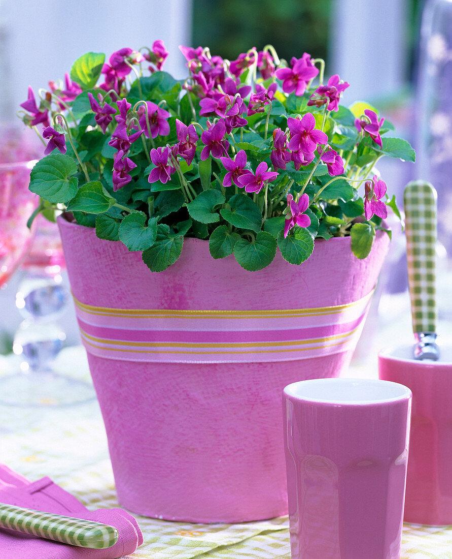 Viola odorata in pink planter decorated with ribbon, pink mug