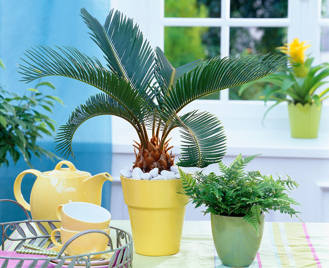 Cycas revoluta (Sagopalm fern) in yellow planter on the table