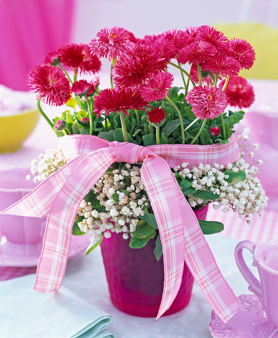 Bellis (Tausendschön) mit Kranz aus Gypsophila (Schleierkraut)