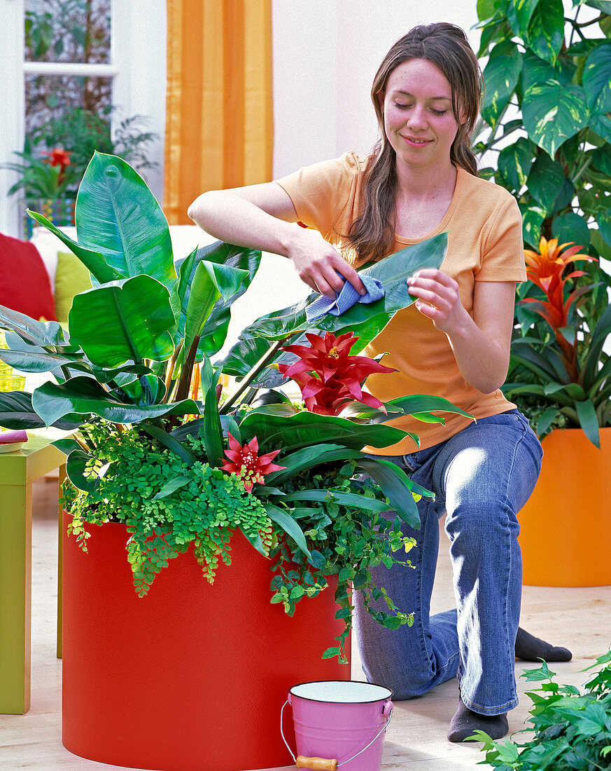 The woman wipes Philodendron (tree friend) leaves with a moist cloth