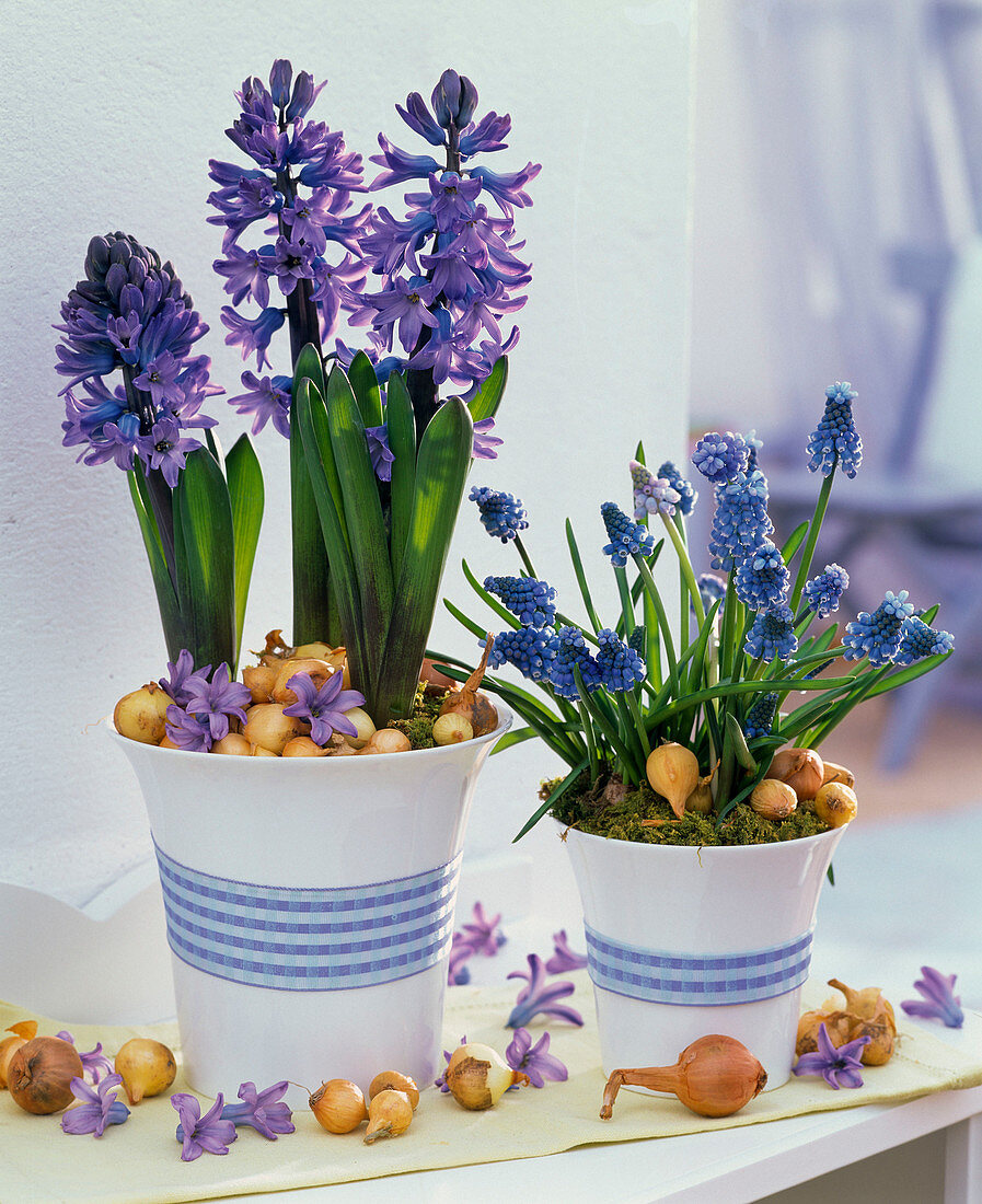 Muscari (Traubenhyazinthen), Hyacinthus (Hyazinthen) in weißen Bechern