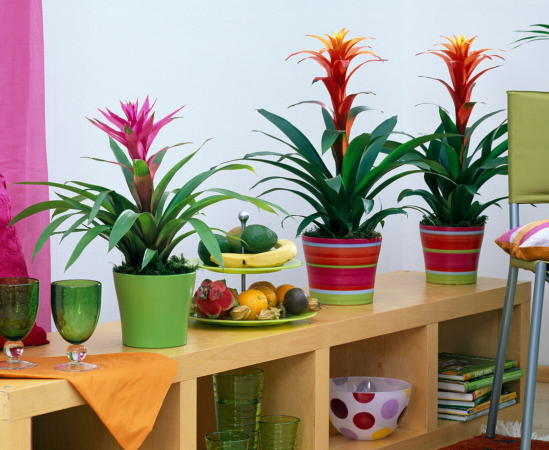 Guzmania (Guzmania) in colorful planters on shelf