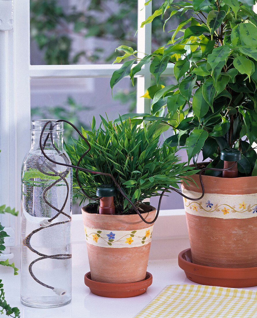 Pogonatherum, Ficus equipped for holiday with Blumat clay cones