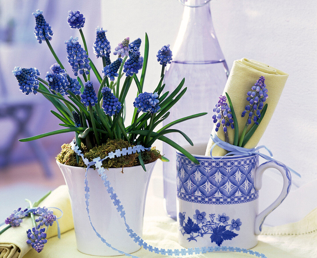 Muscari (grape hyacinth) in white planter