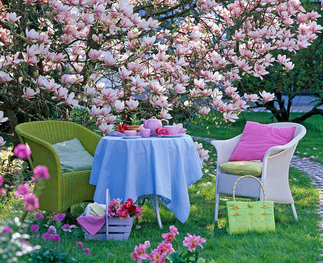 Wicker chair and table in front of Magnolia soulangeana (Tulip Magnolia)