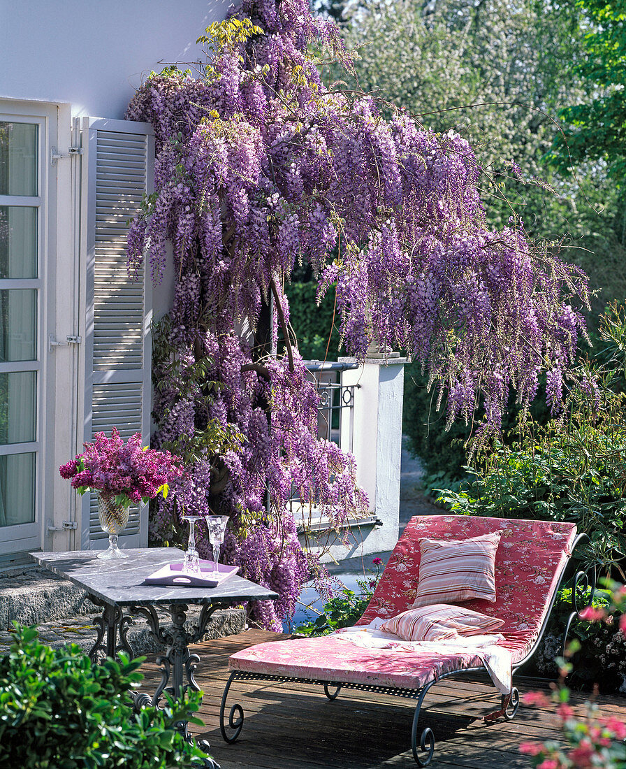 Wisteria sinensis (Chinese wisteria) blooming at the house