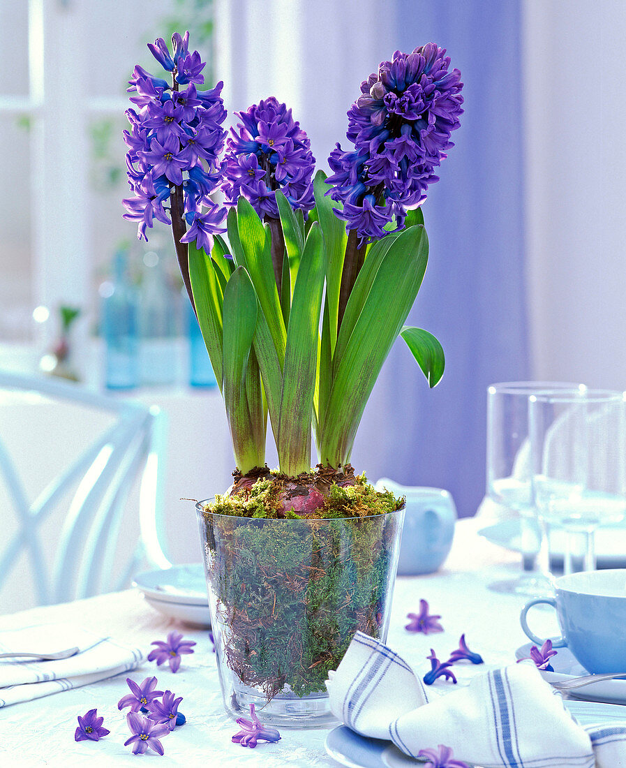 Blaue Hyacinthus orientalis (Hyazinthen) in Glas mit Moos gepflanzt