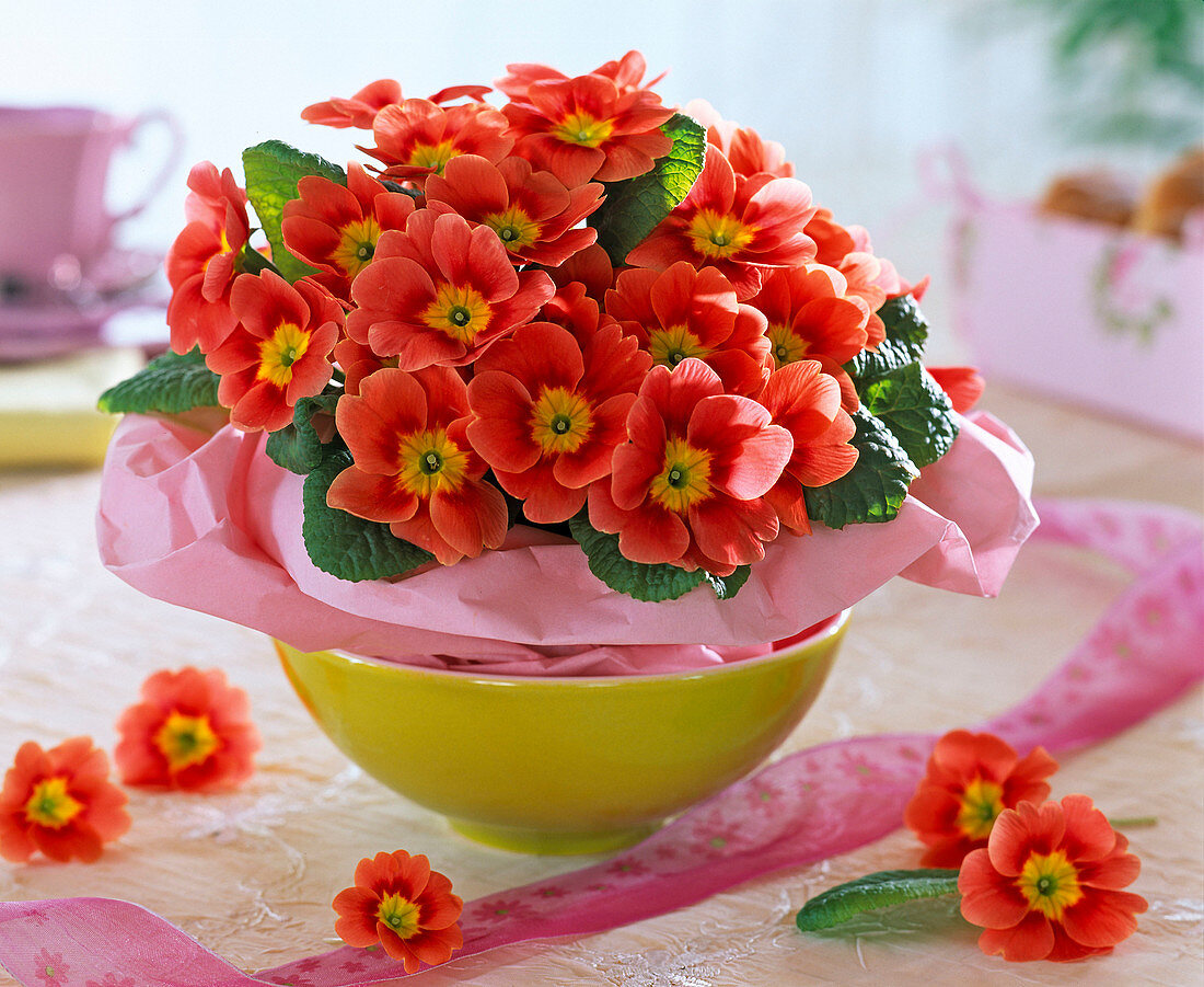 Orangefarbene Primula acaulis (Frühlingsprimel) mit gelbem Auge