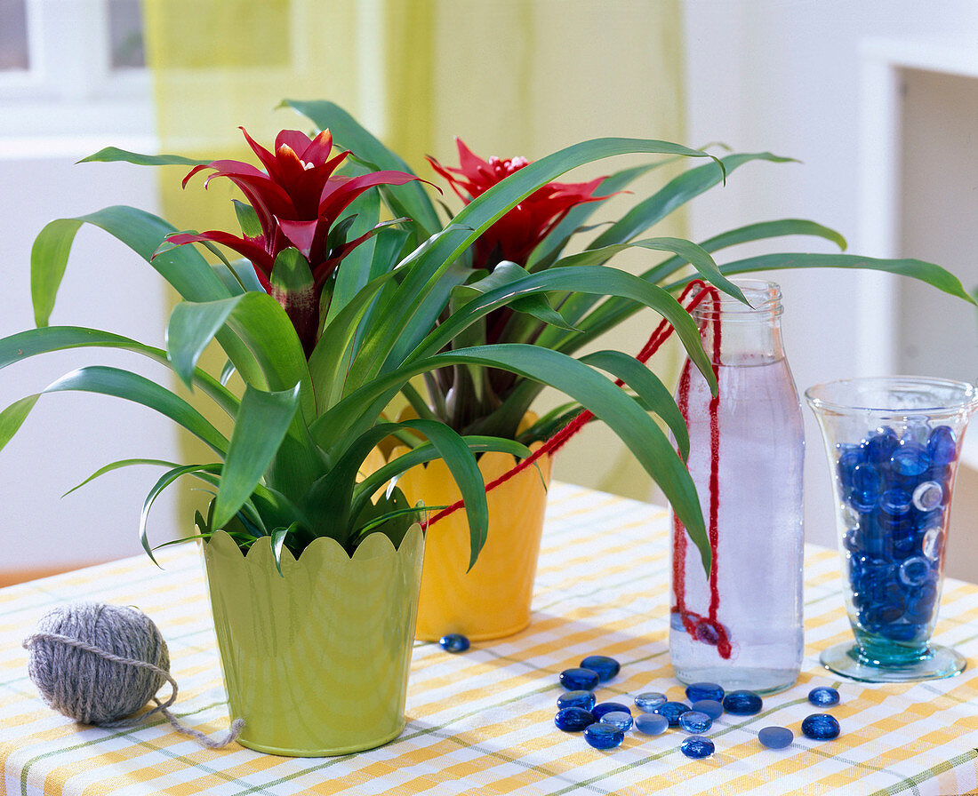 Holiday irrigation with wool threads Guzmania, water bottle, glass lenses