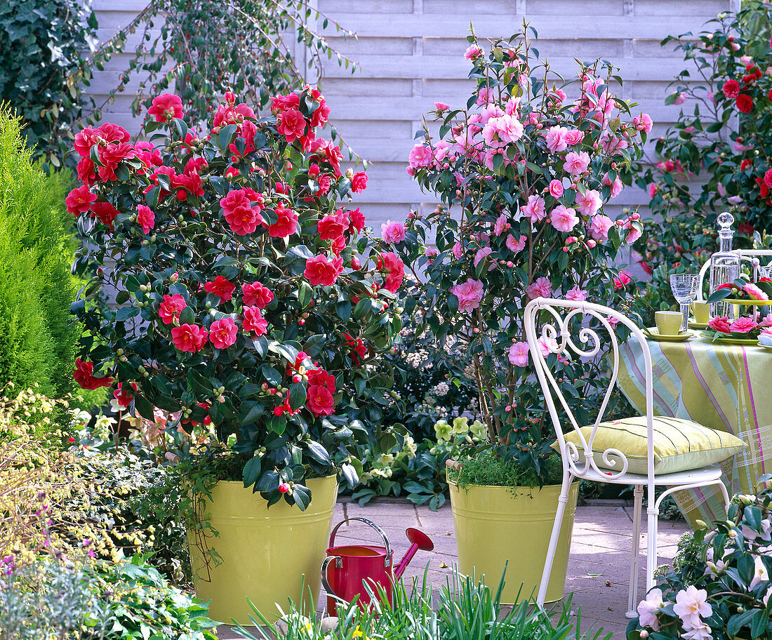 Camellia 'Kanshiro' red flowering and 'Spring Festival' roseblossom