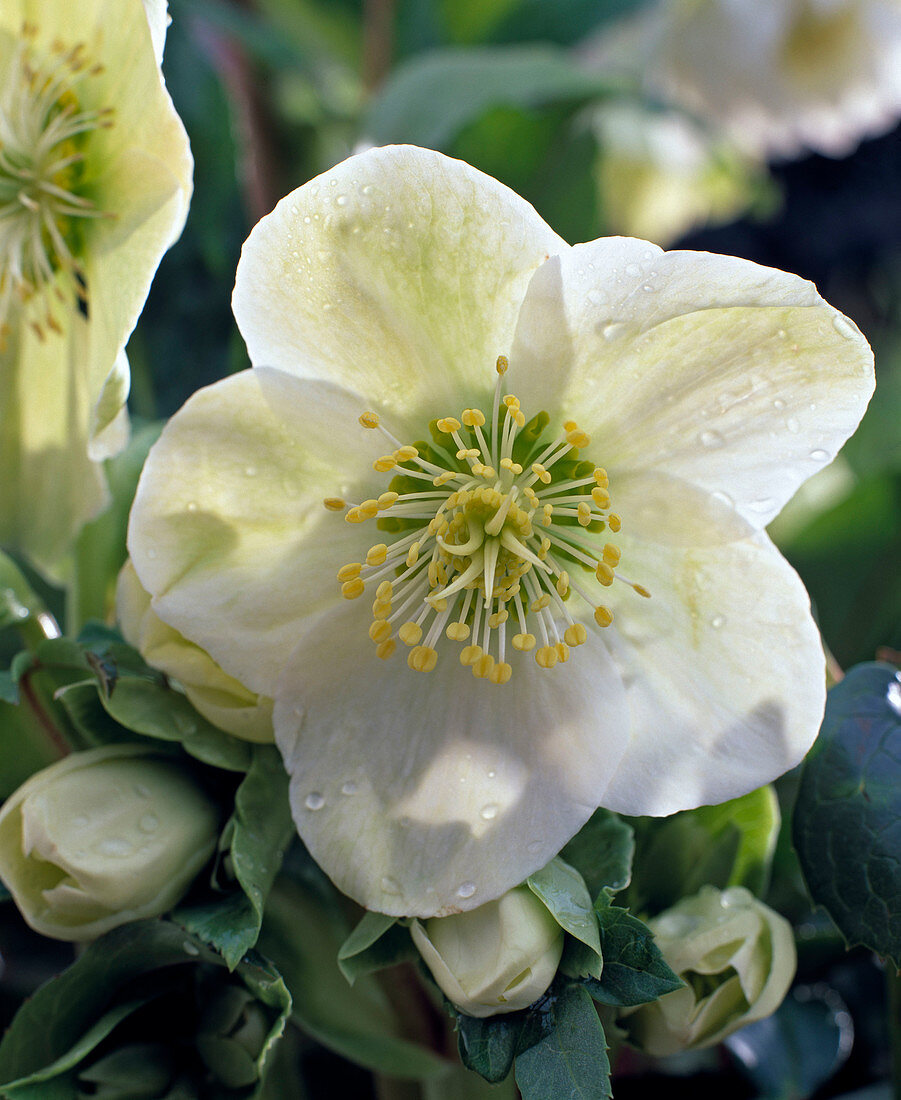 Helleborus x nigercors 'Gold Collection Green Cosican' (Christrose)