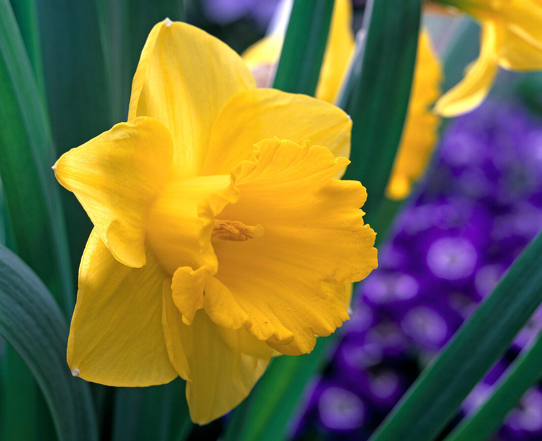 Narcissus 'Carlton' (Yellow Trumpet Daffodil)
