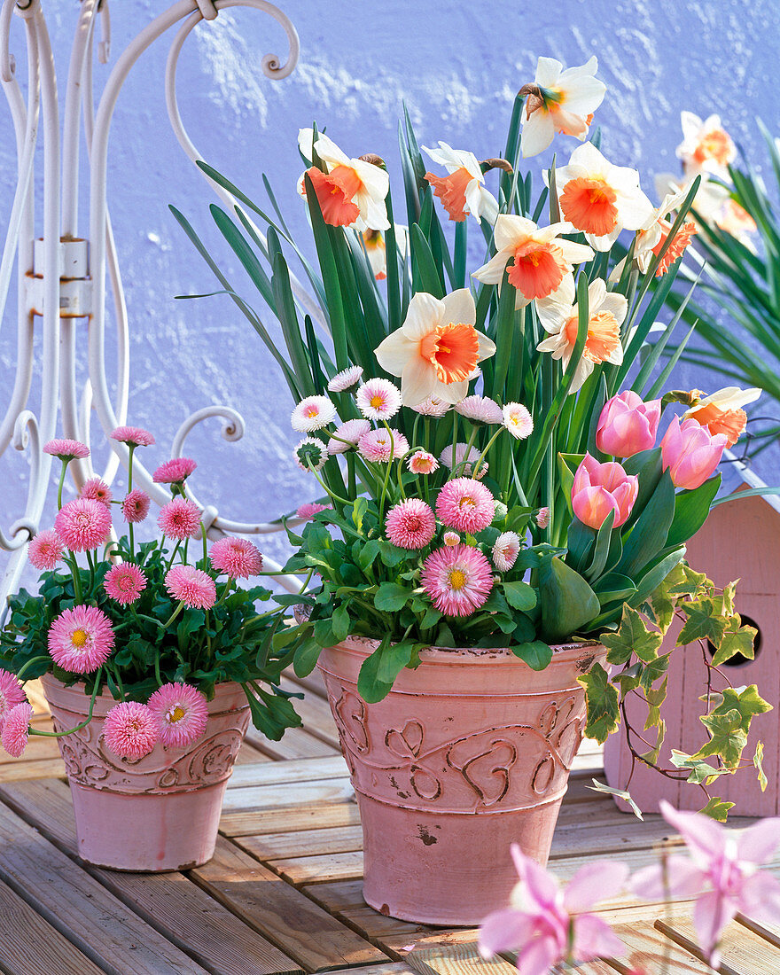 Narcissus 'Honkey' (Daffodil), Bellis (daisies)