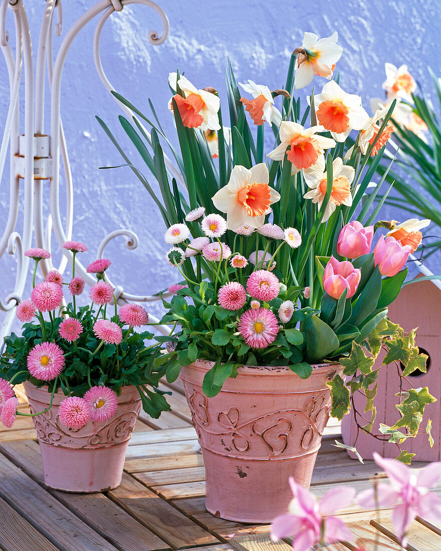 Narcissus 'Honkey' (Narzissen), Bellis (Tausendschön)