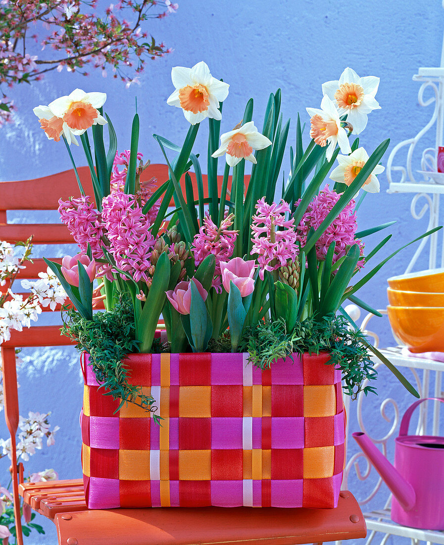 Narcissus 'Honkey' (Daffodil), hyacinthus (pink hyacinth)