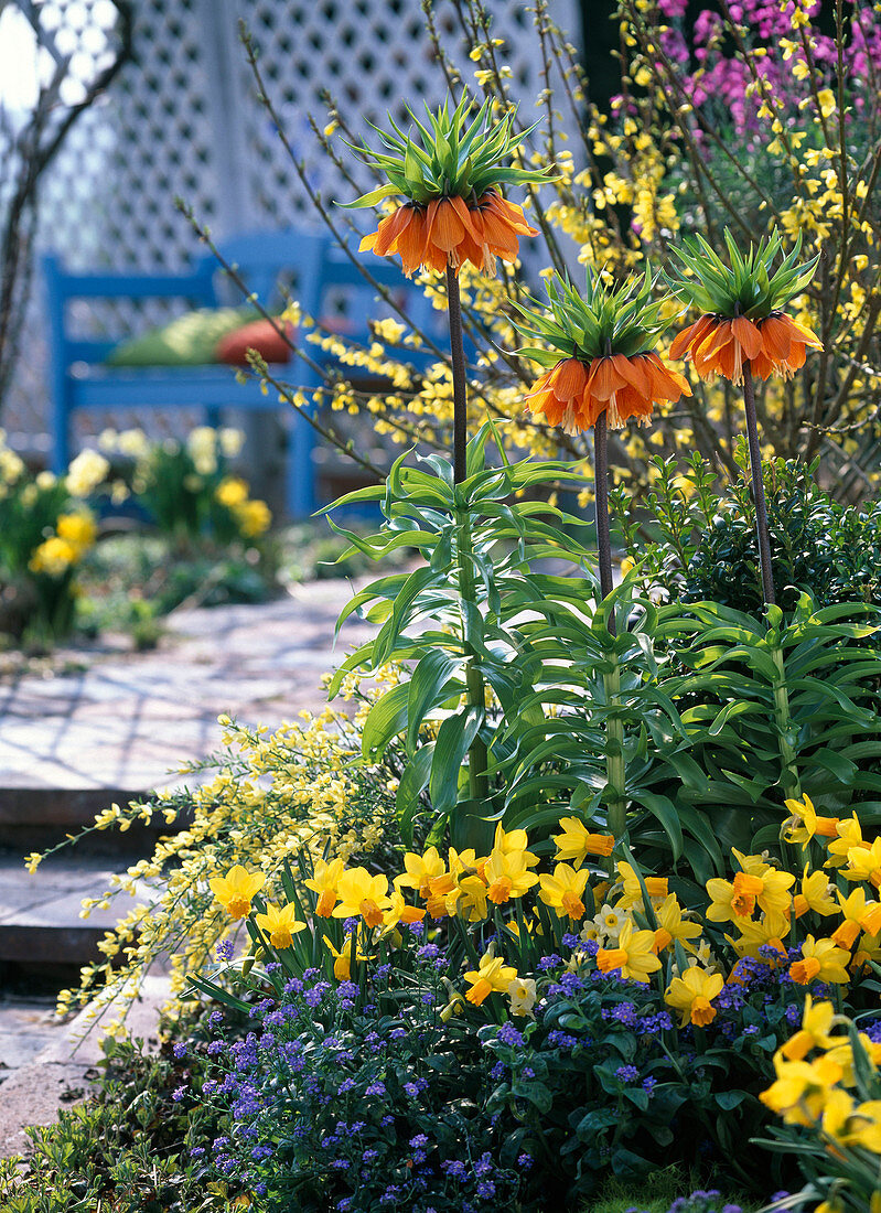 Spring bed with Fritillaria imperialis (imperial crown)