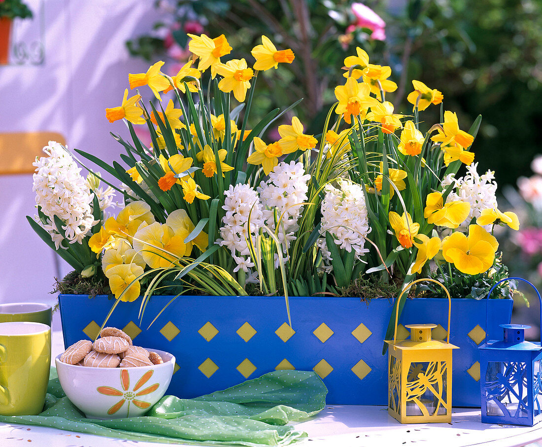Plant blue box with daffodils, hyacinths and viola