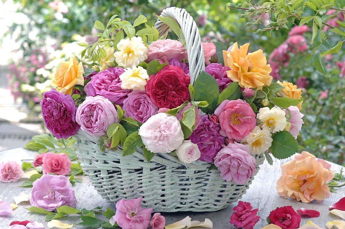 Basket of historical and modern roses