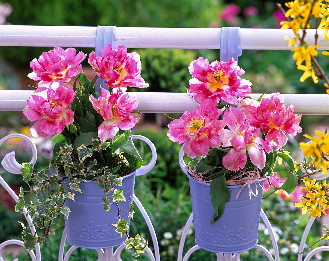 Tulipa 'Peach Blossom' (gefüllte Tulpen) in blauen Metalltöpfen