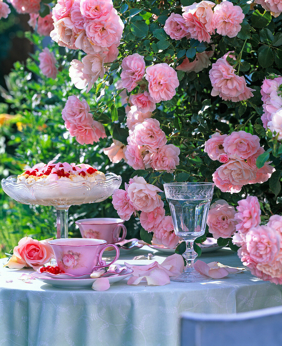 Covered coffee table near Rosa 'Climbing Bonica'