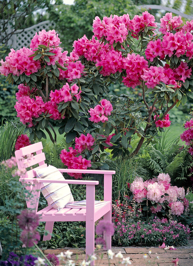 Rosa Holzsessel von blühendem Rhododendron