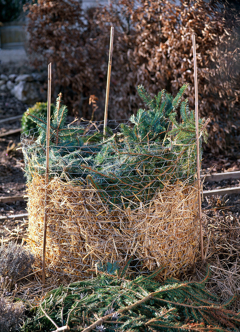 Winter protection for roses