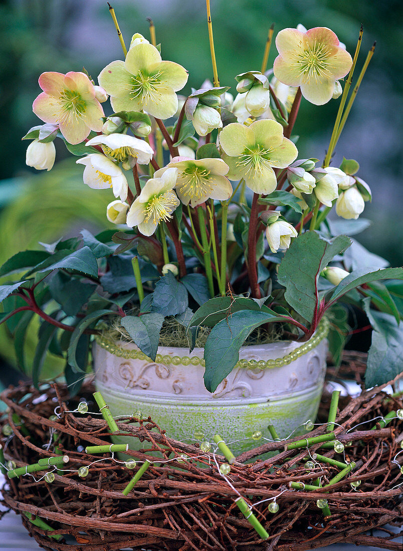 Helleborus Gold Collection (Christmas rose) in a Larix wreath
