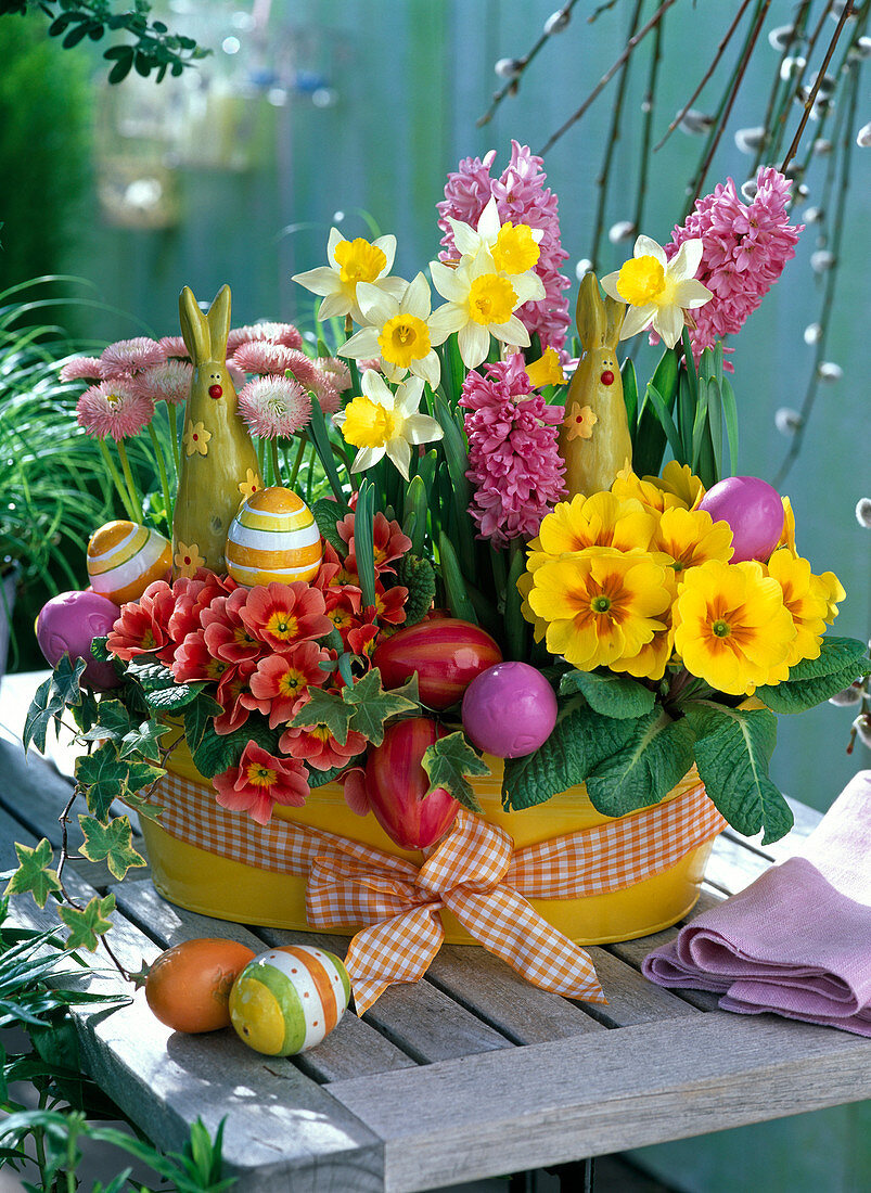 Yellow cup with Narcissus 'Topolino' (Daffodil), Primula