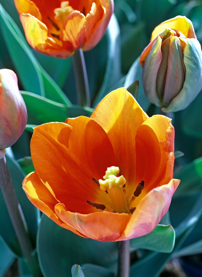 View to the blooming Tulipa 'Prinzess Irene' flower