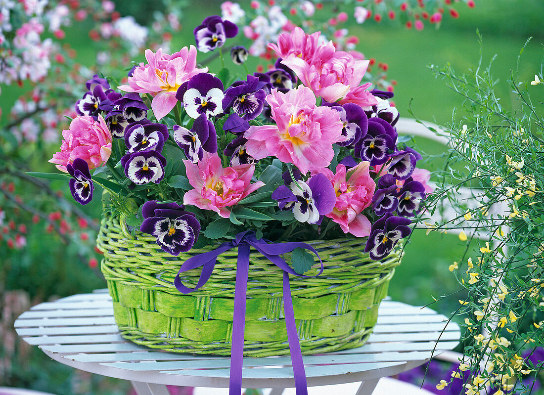 Green basket planted with Tulipa 'Peach Blossom', Viola