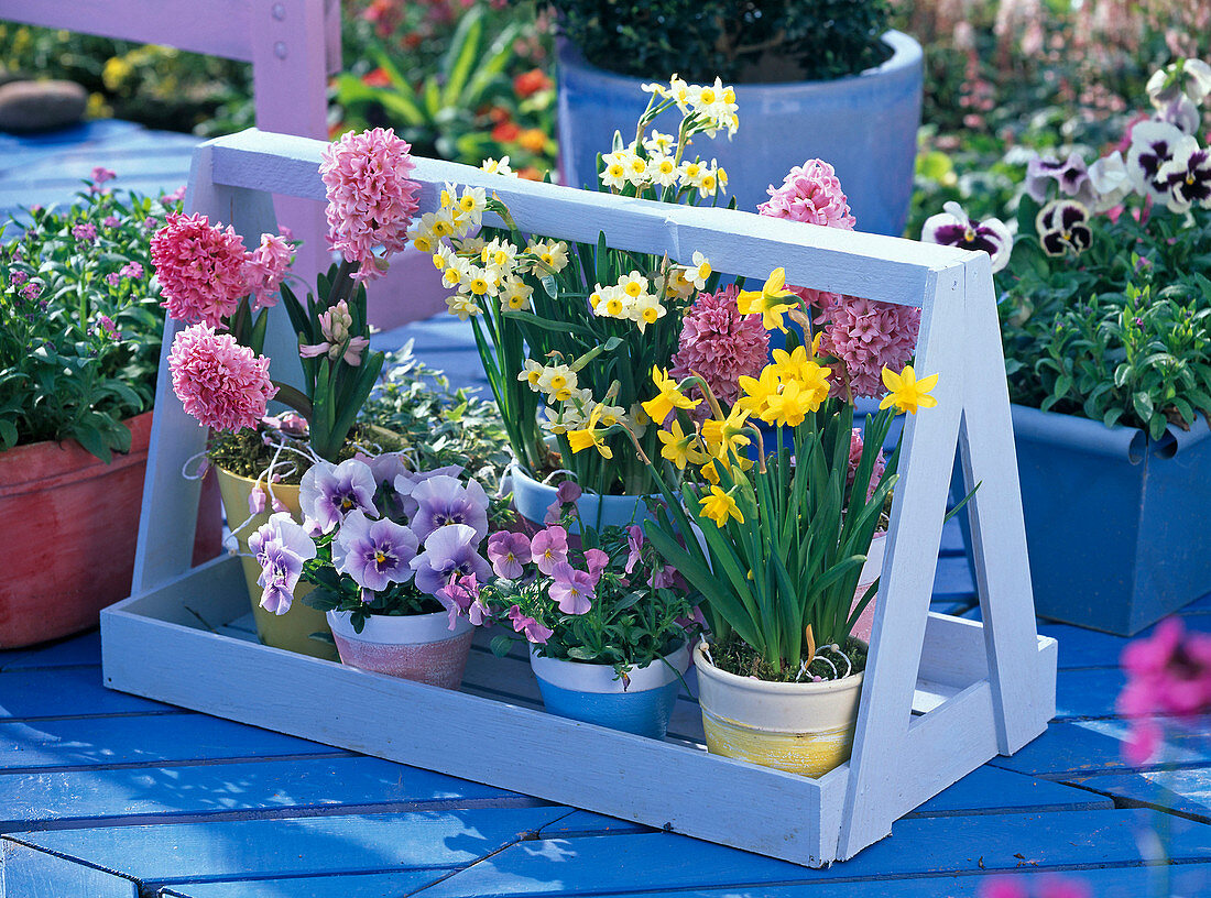 Narcissus 'Minnow' 'Jetfire' (Narzissen), Hyacinthus 'Pink Pearl'