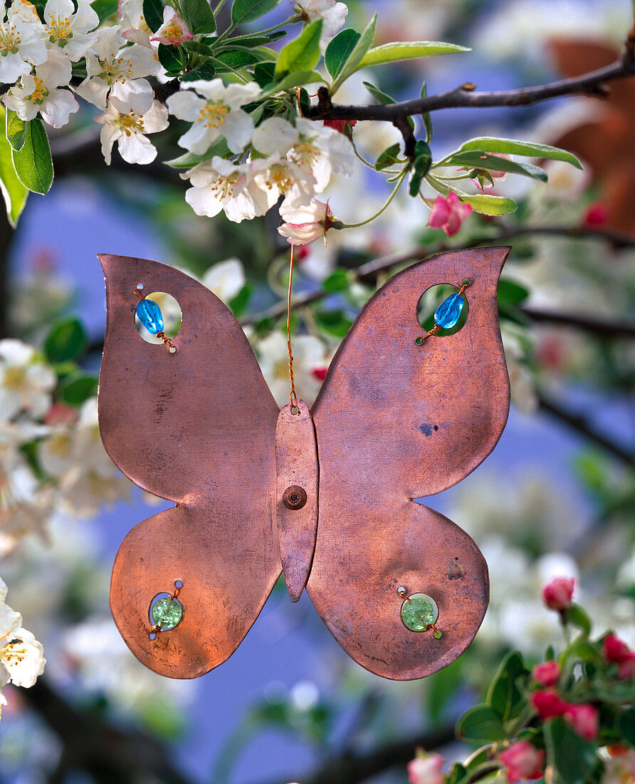 Kupferanhänger in Schmetterlingsform an Zweig von Malus (Apfel)