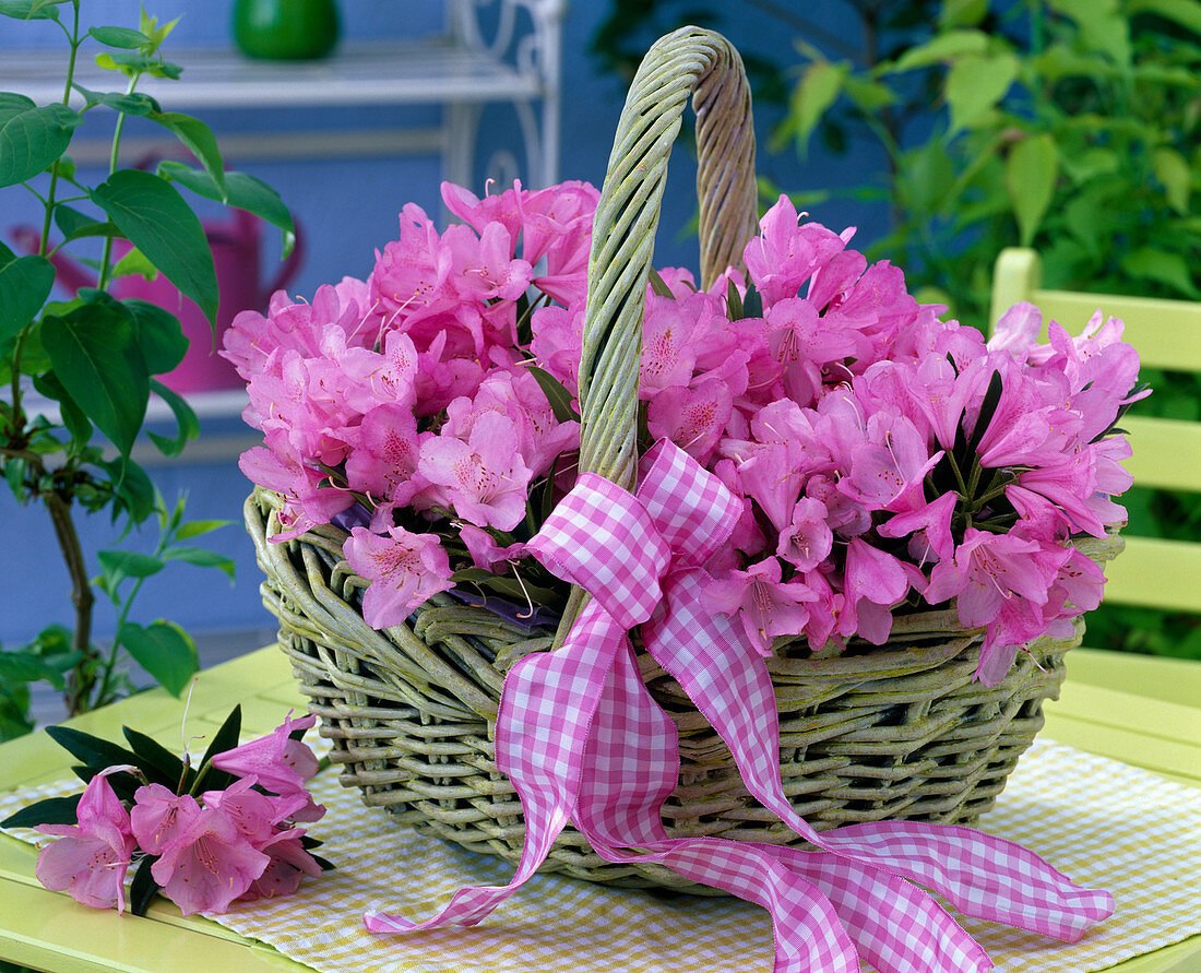 Pink rhododendron in light green handle basket on the table