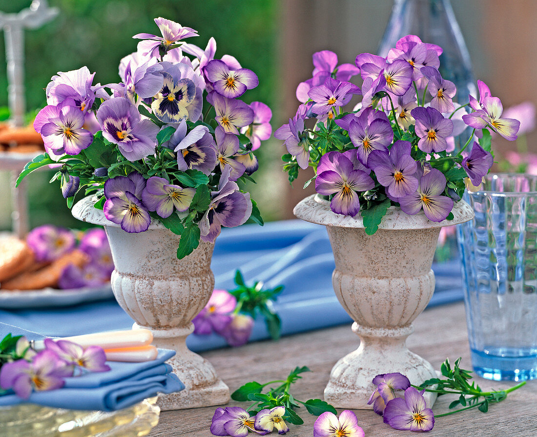 Bouquets of Viola wittrockiana, blue with dark eye