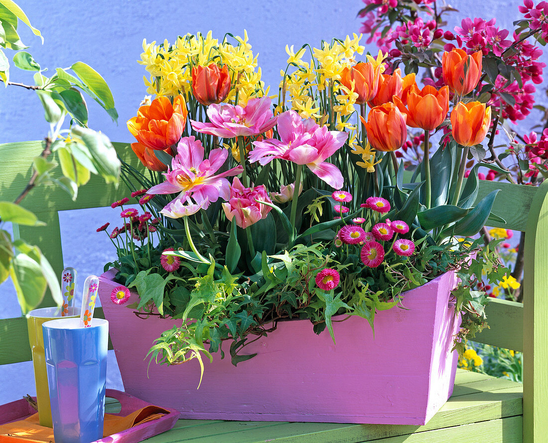 Tulipa 'Princess Irene' 'Peach Blossom' (Tulpen), Narcissus 'Hawera'