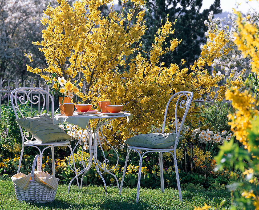 Frühlingsbeet mit Forsythia (Forsythie), Primula veris (Schlüsselblumen)