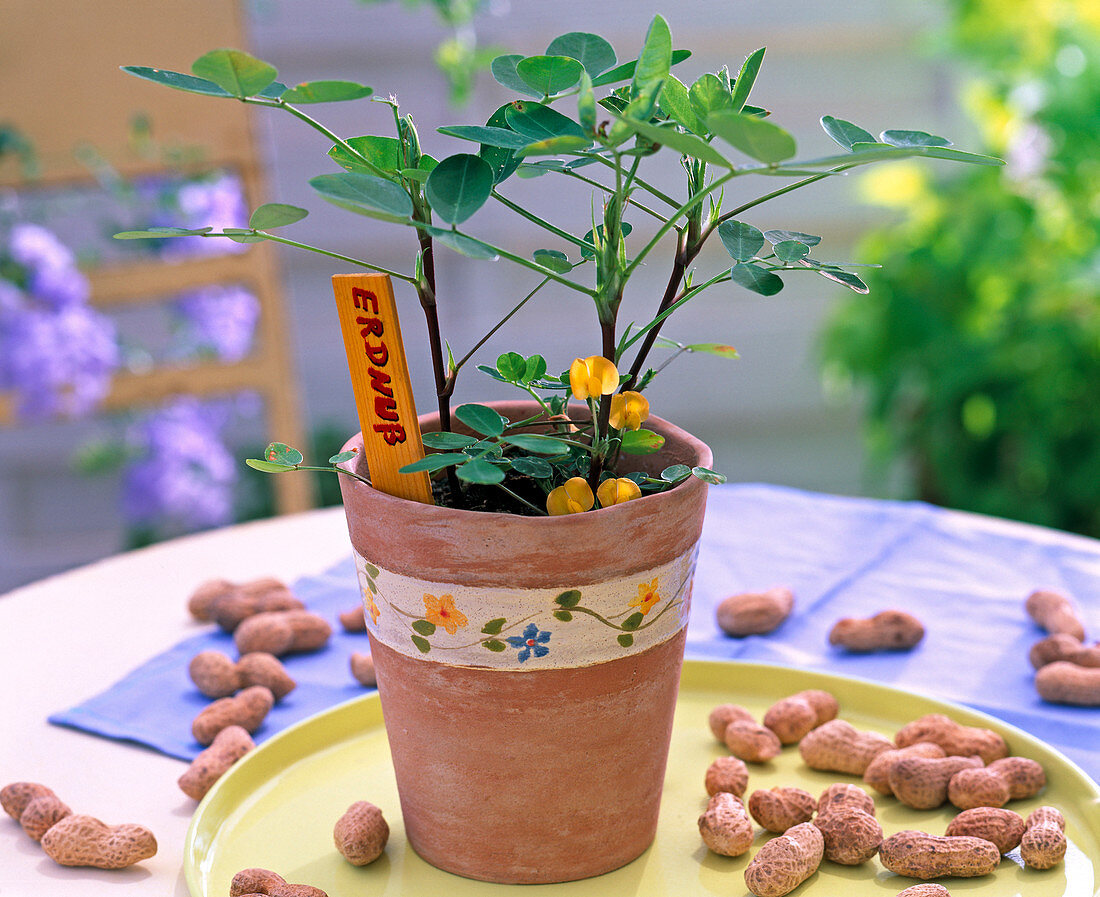 Arachis hypogaea (peanut) in clay pot, peanuts