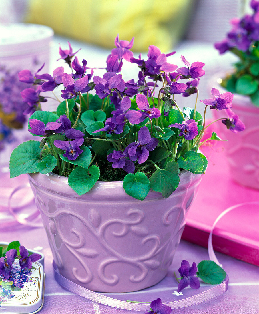 Viola odorata in purple relief planter on the table, flowers