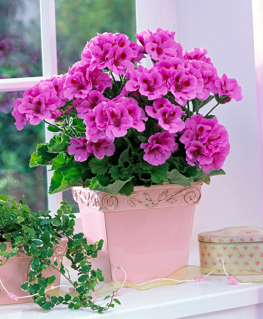 Pelargonium grandiflorum (Geranie, pink) in viereckigem rosa Übertopf