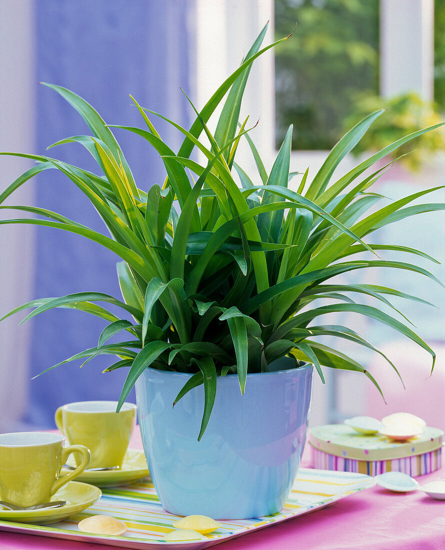Chlorophytum laxum (green lily) in light blue planter on table
